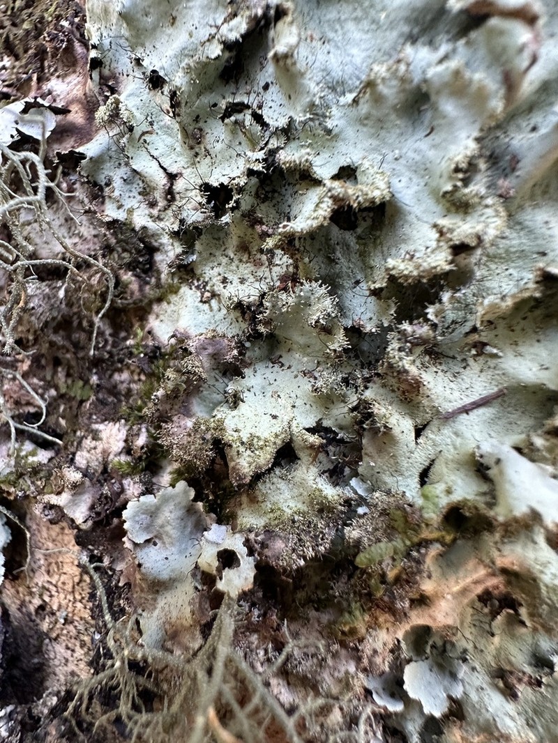 Parmotrema Lichen photo 4