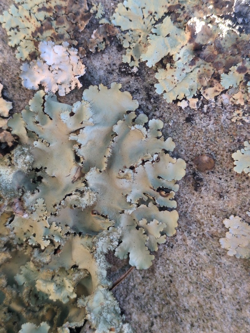 Parmotrema Lichen photo 5