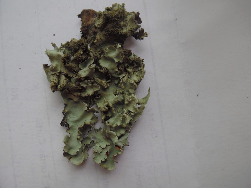Parmotrema Lichen photo 6