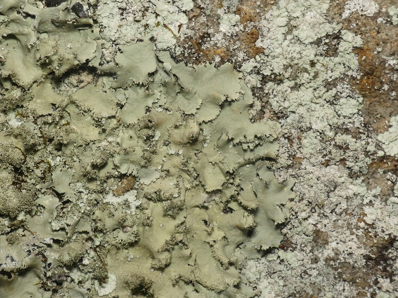 Parmotrema Lichen photo 7