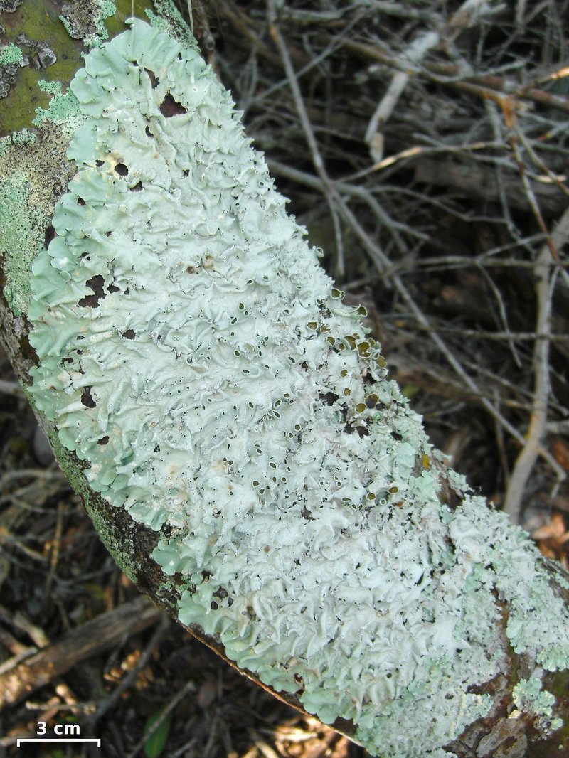 Zollinger's Parmotrema Lichen