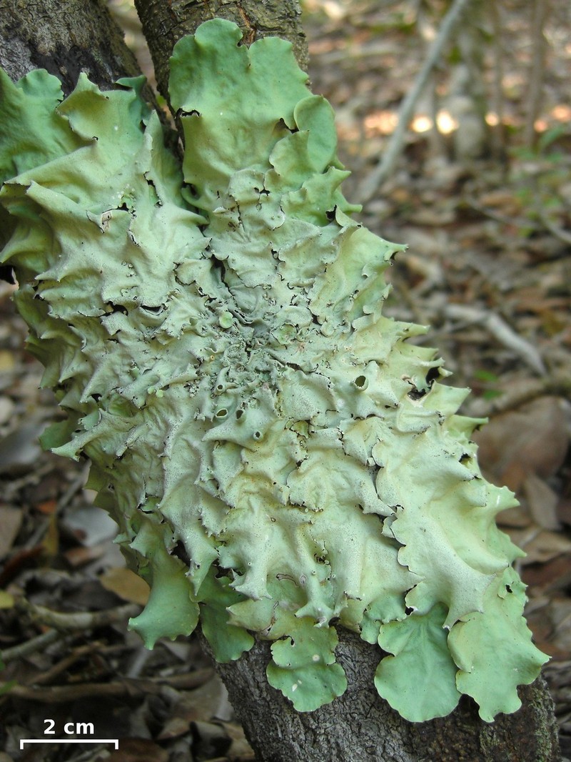 Zollinger's Parmotrema Lichen photo 2
