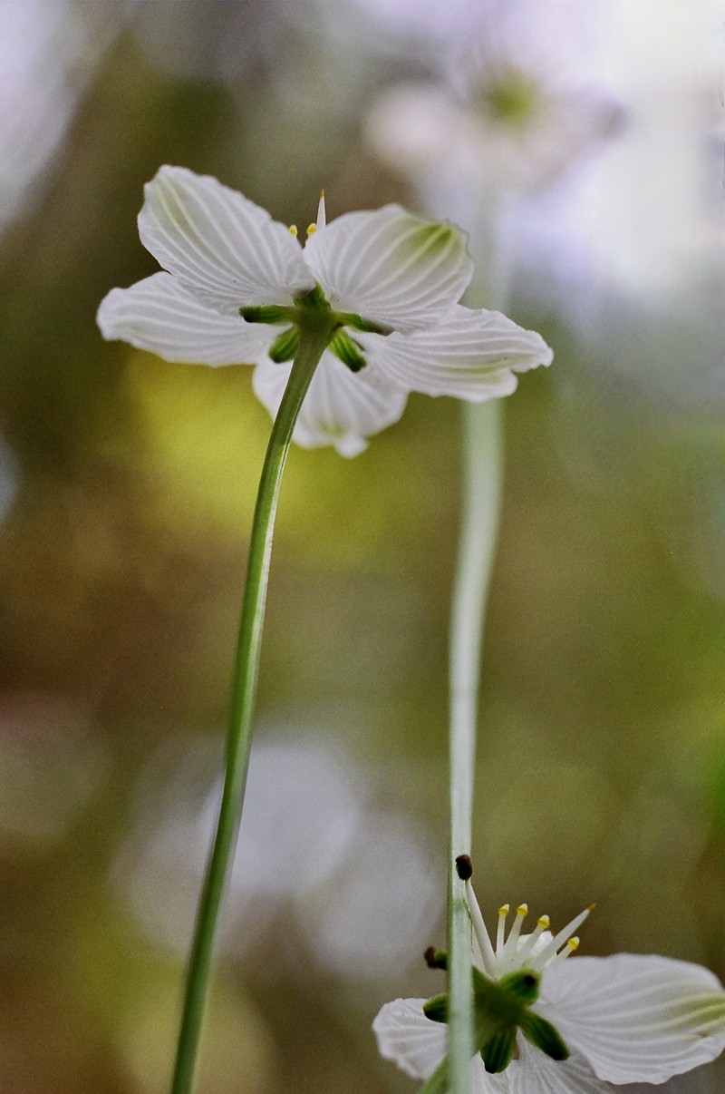 Kidneyleaf Grass Of Parnassus