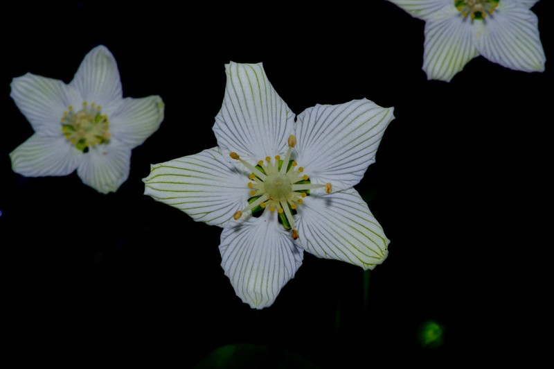 Kidneyleaf Grass Of Parnassus photo 2