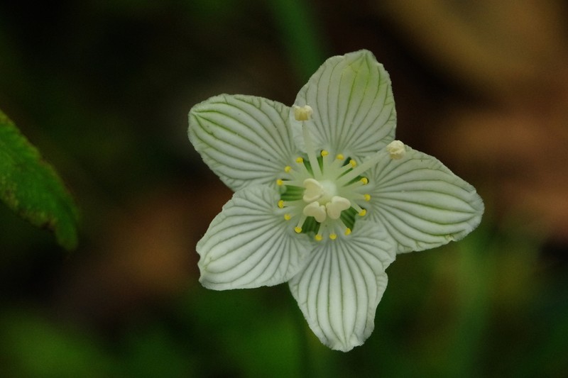 Kidneyleaf Grass Of Parnassus photo 3