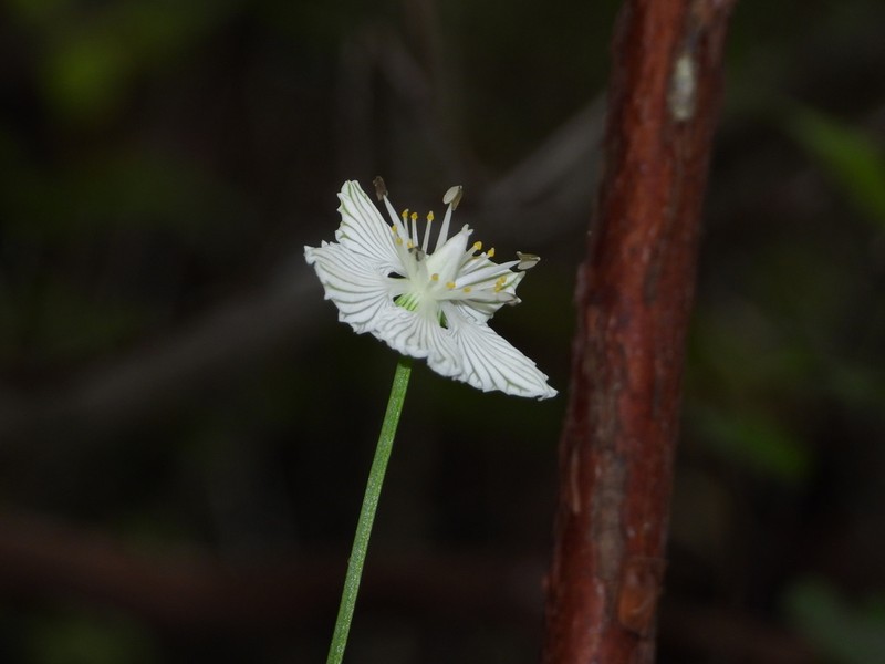 Kidneyleaf Grass Of Parnassus photo 4