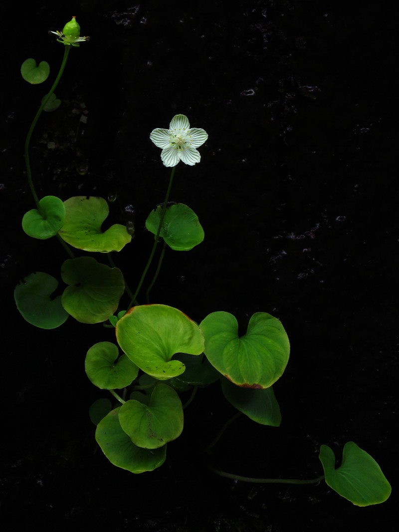 Kidneyleaf Grass Of Parnassus photo 5