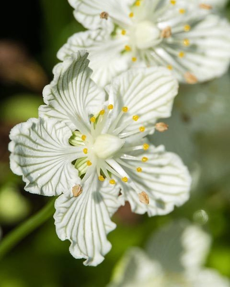 Kidneyleaf Grass Of Parnassus photo 6