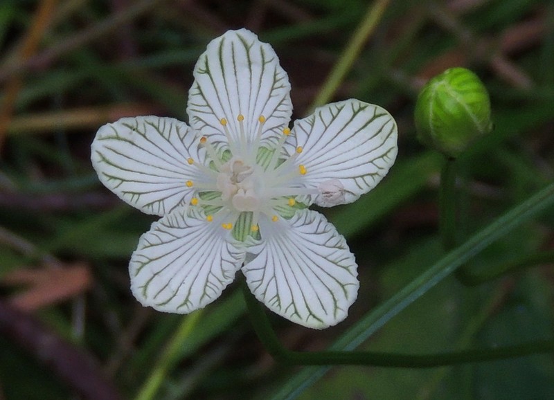 Kidneyleaf Grass Of Parnassus photo 7