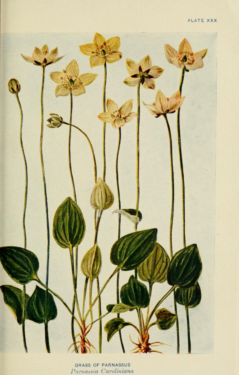 Carolina Grass Of Parnassus photo 4