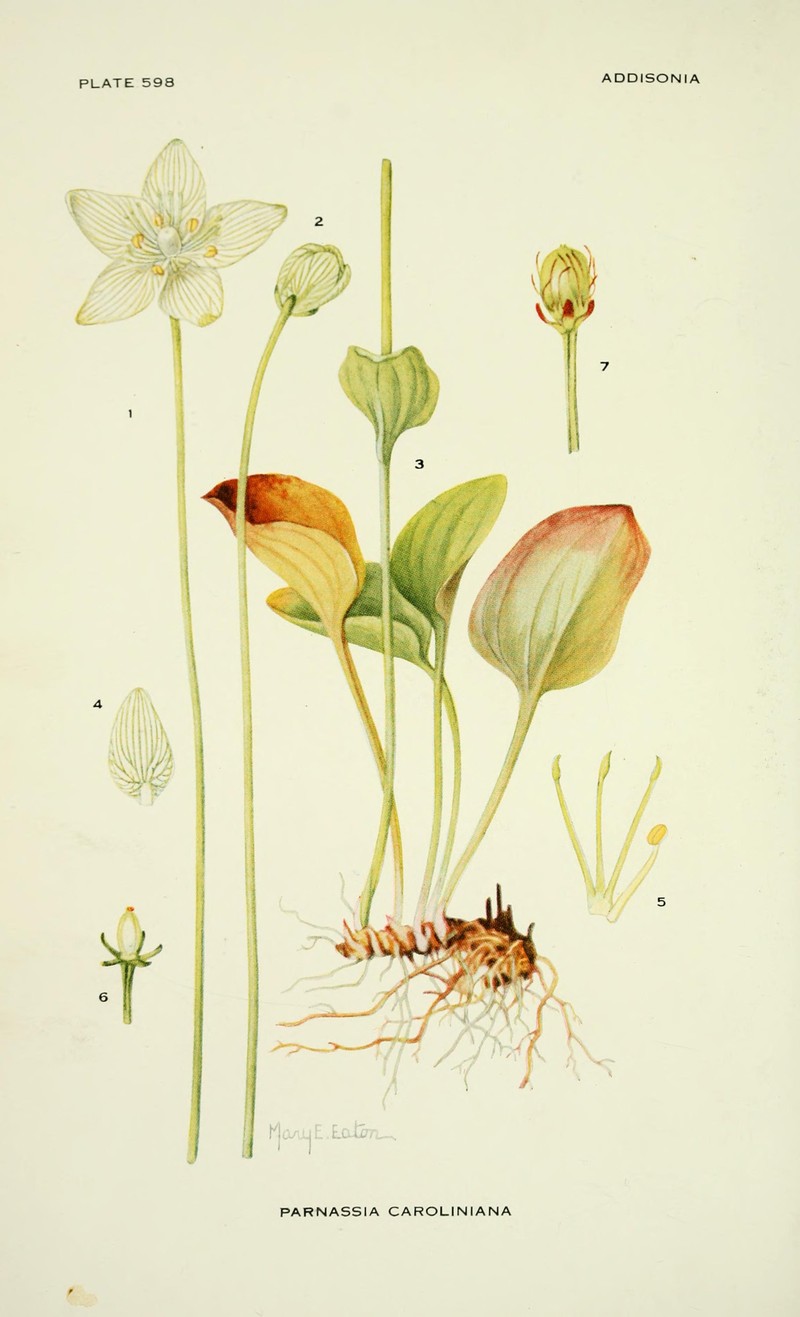 Carolina Grass Of Parnassus photo 5