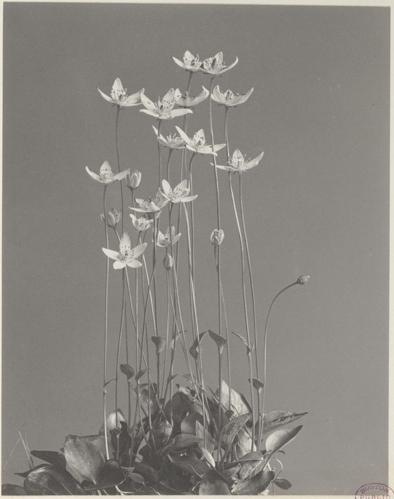 Carolina Grass Of Parnassus photo 2