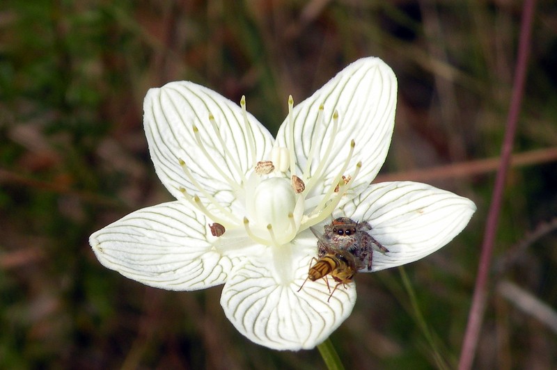 Carolina Grass Of Parnassus photo 3