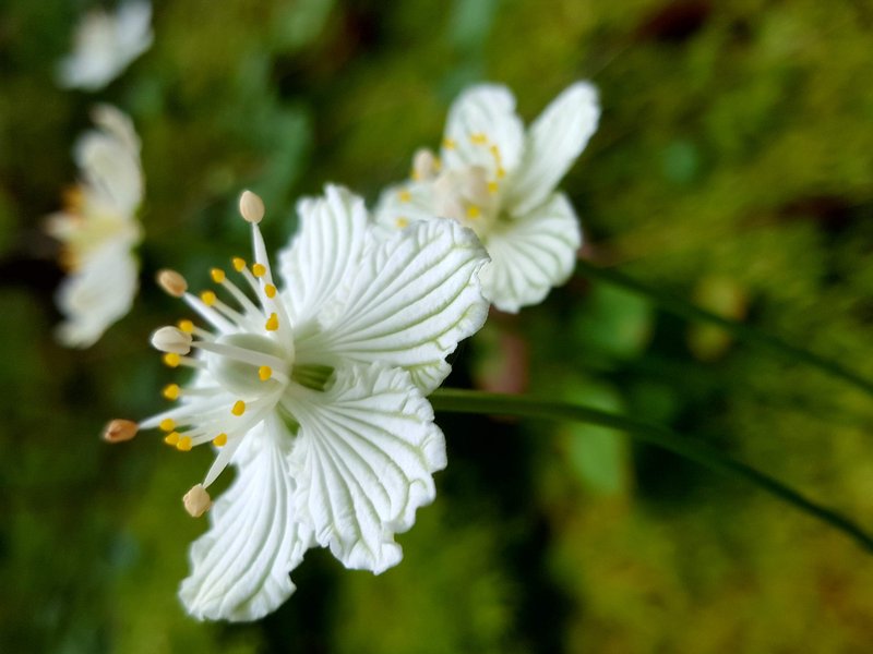 Carolina Grass Of Parnassus