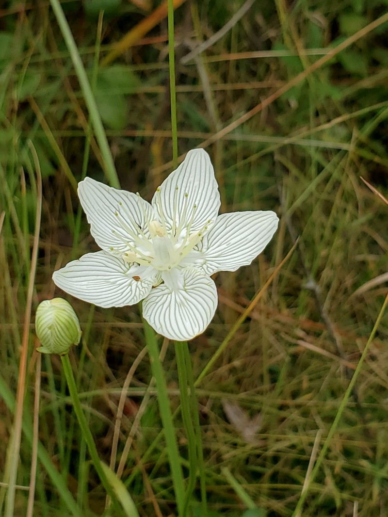 Carolina Grass Of Parnassus photo 2