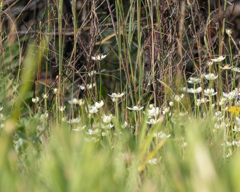 Carolina Grass Of Parnassus photo 3