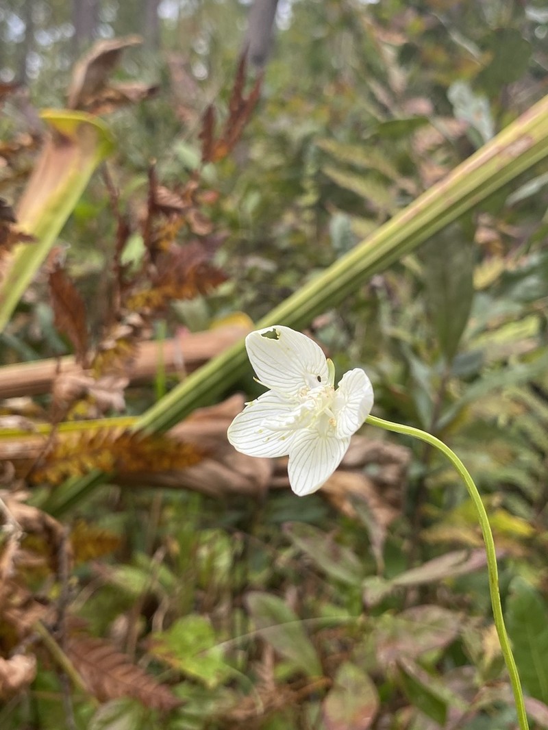 Carolina Grass Of Parnassus photo 4
