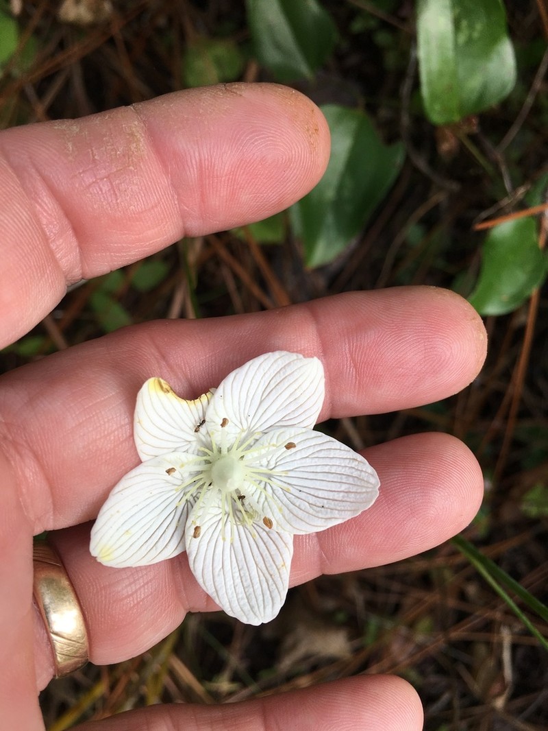 Carolina Grass Of Parnassus photo 5