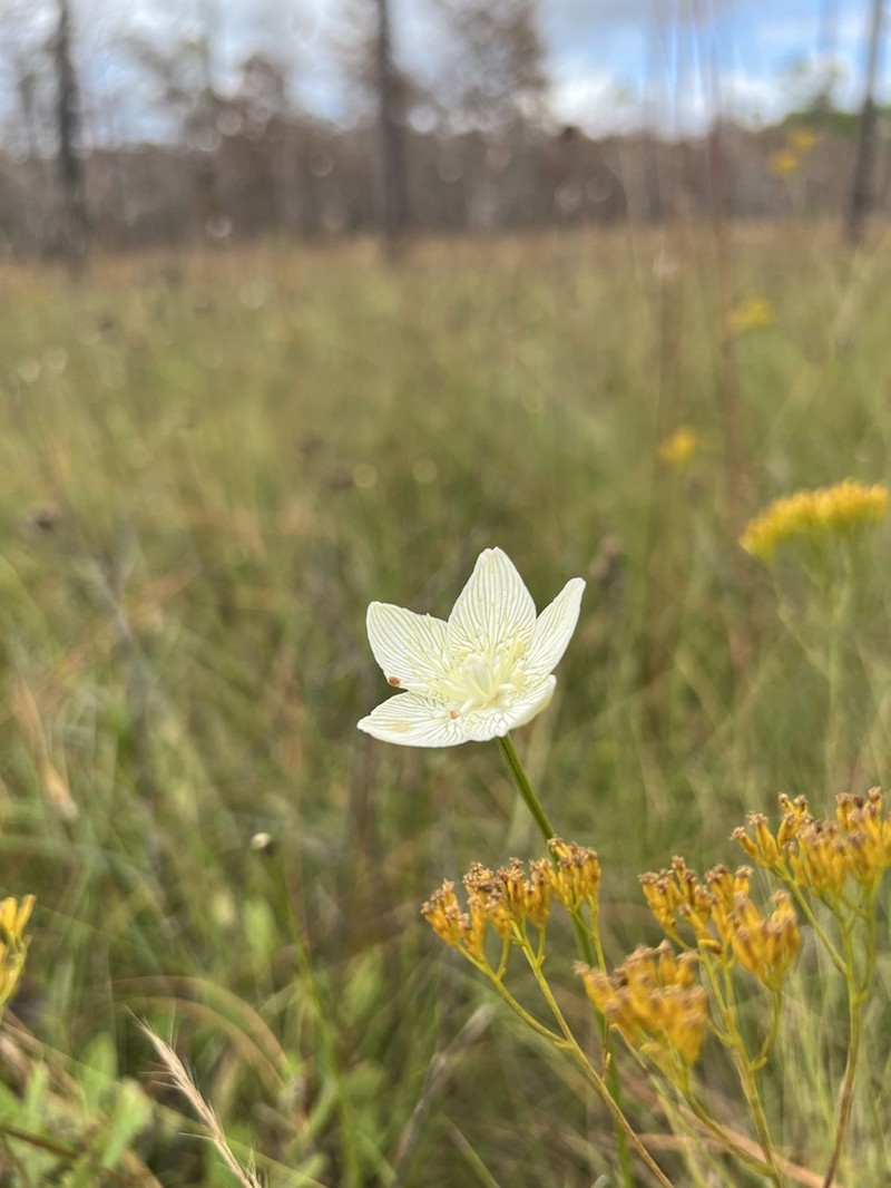 Carolina Grass Of Parnassus photo 6