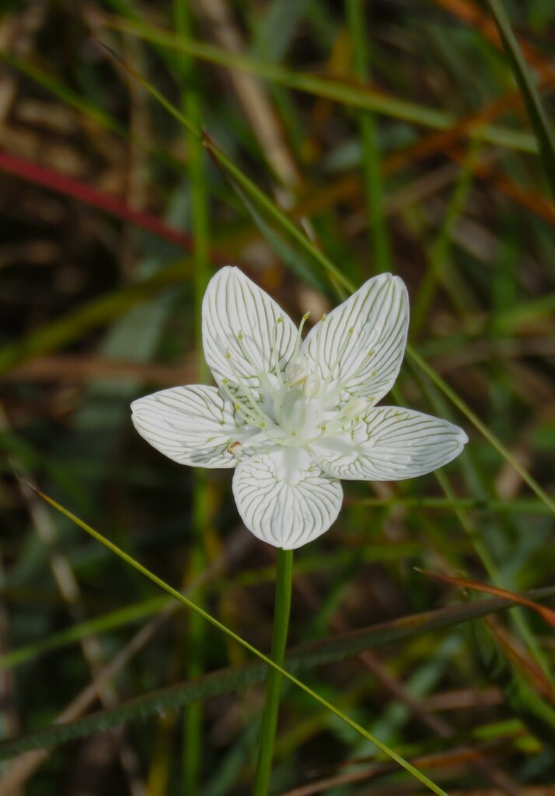 Carolina Grass Of Parnassus photo 7