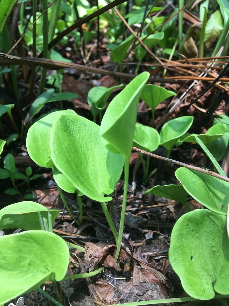 Carolina Grass Of Parnassus photo 8