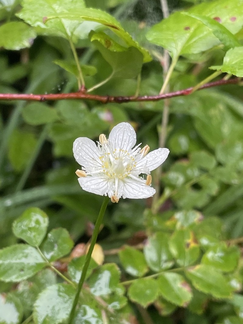 San Bernardino Grass Of Parnassus