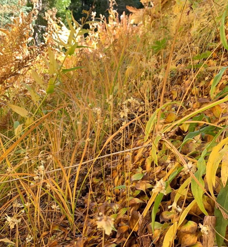 San Bernardino Grass Of Parnassus photo 4