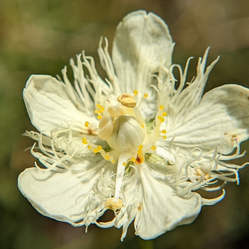San Bernardino Grass Of Parnassus photo 5
