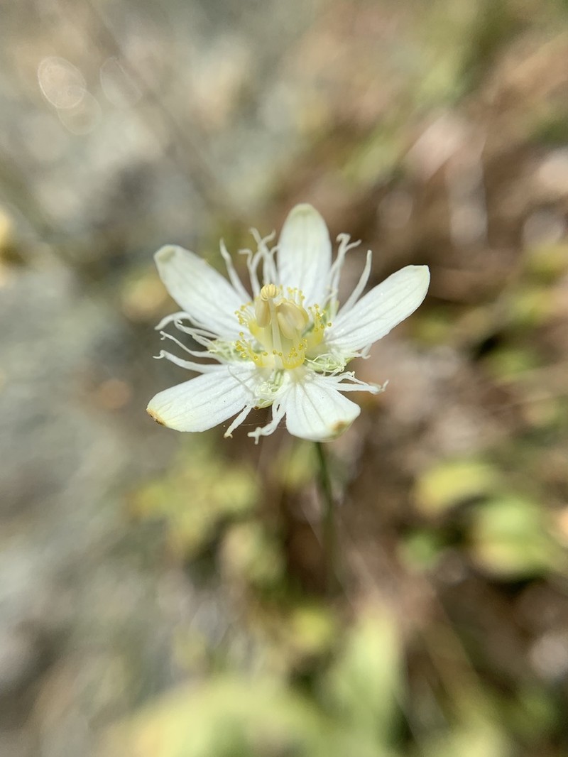 San Bernardino Grass Of Parnassus photo 6