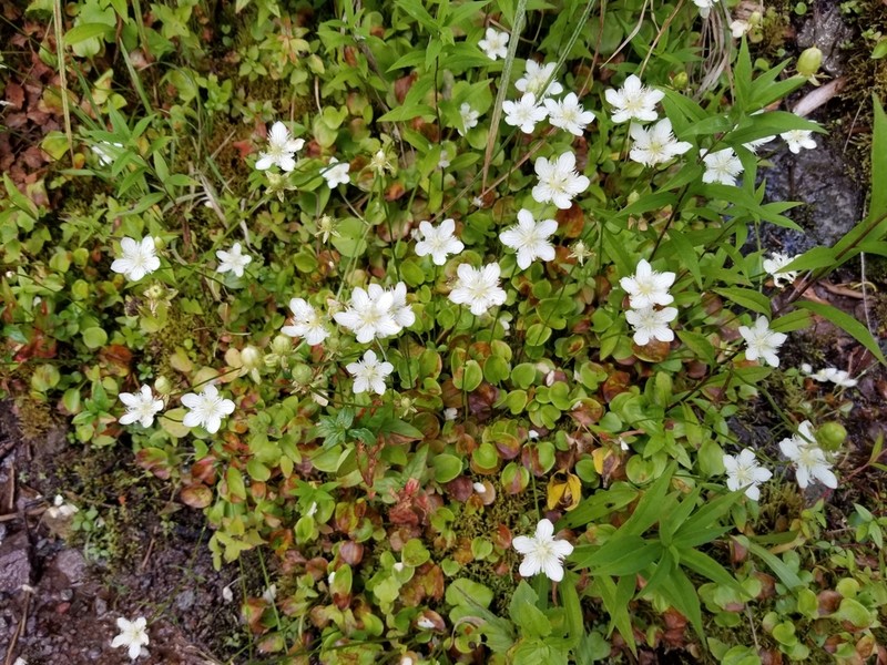 San Bernardino Grass Of Parnassus photo 8