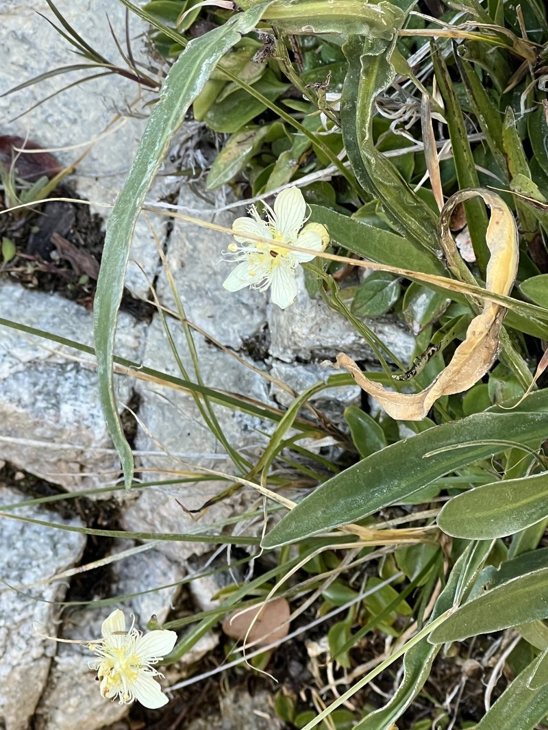 Parnassia cirrata var. cirrata