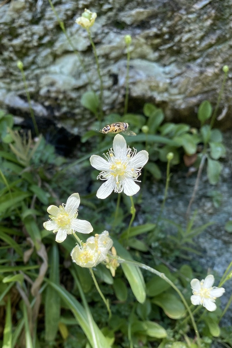 Parnassia cirrata var. cirrata photo 2