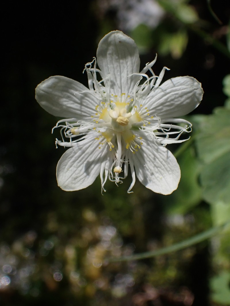 Parnassia cirrata var. cirrata photo 3