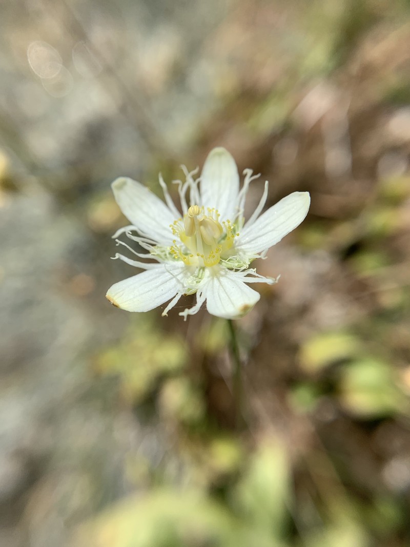 Parnassia cirrata var. cirrata photo 4