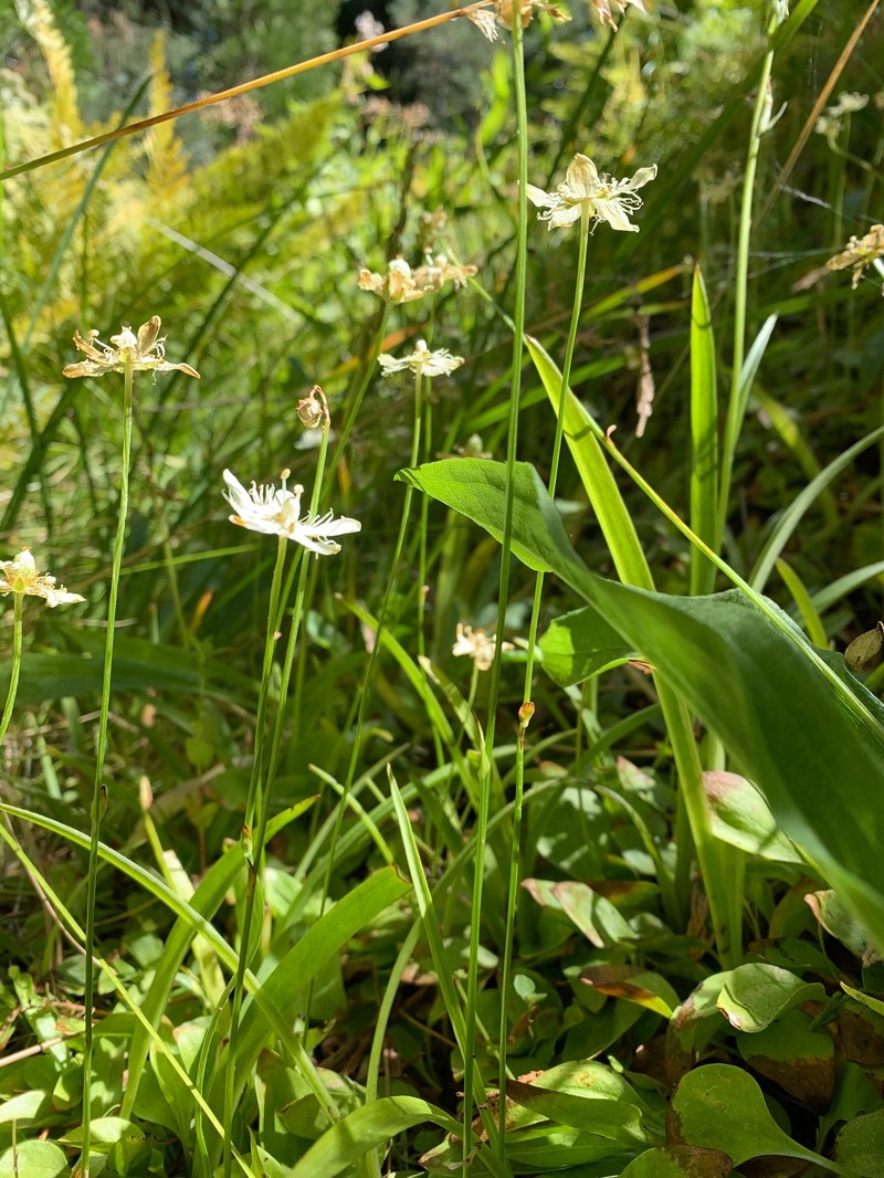 Parnassia cirrata var. cirrata photo 6