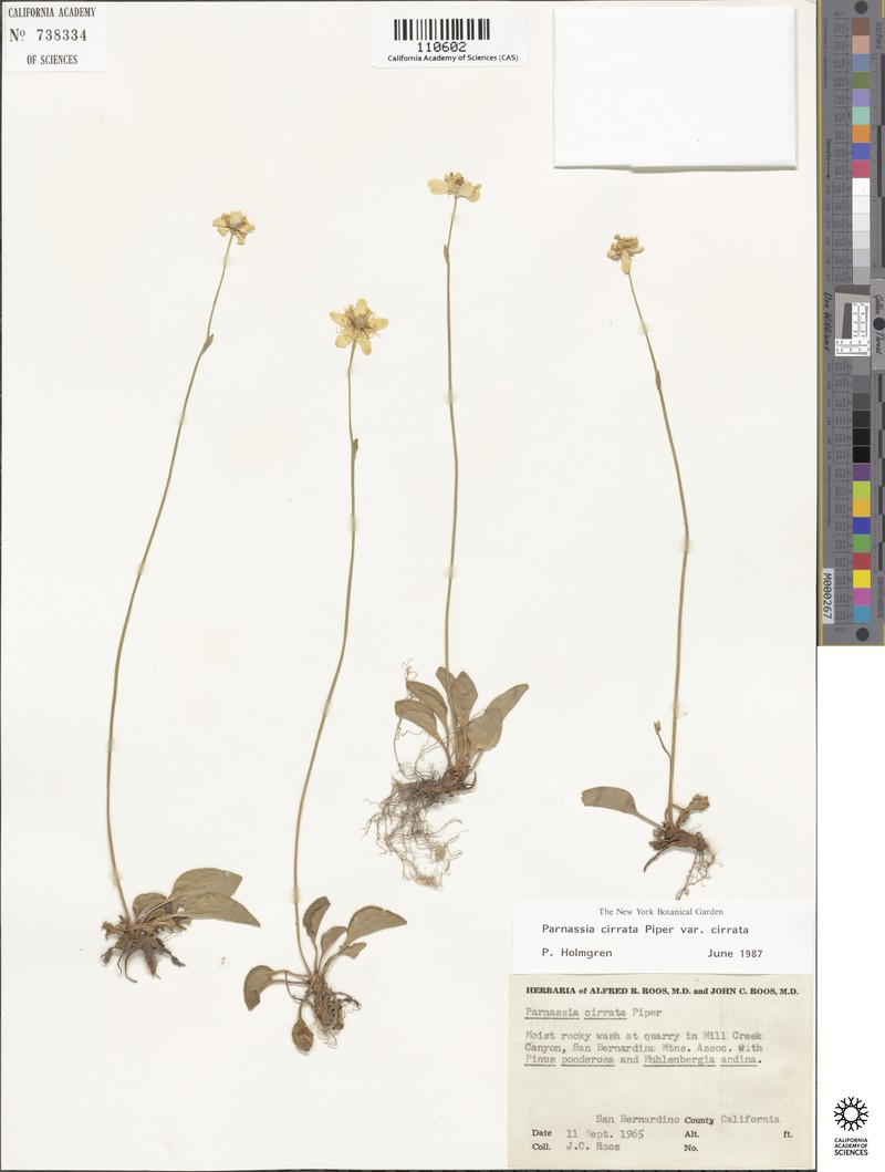 Parnassia cirrata var. cirrata photo 8