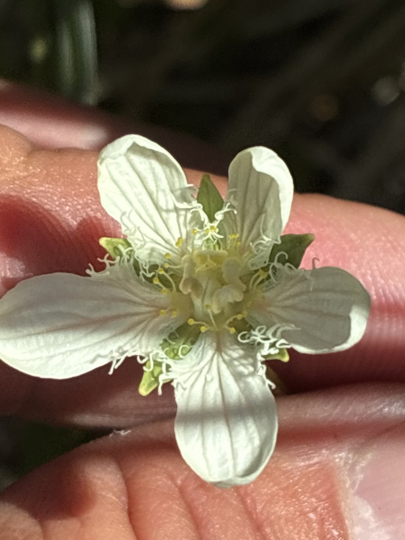 Parnassia cirrata var. intermedia