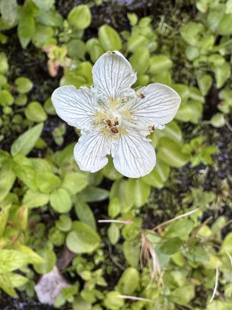 Parnassia cirrata var. intermedia photo 2