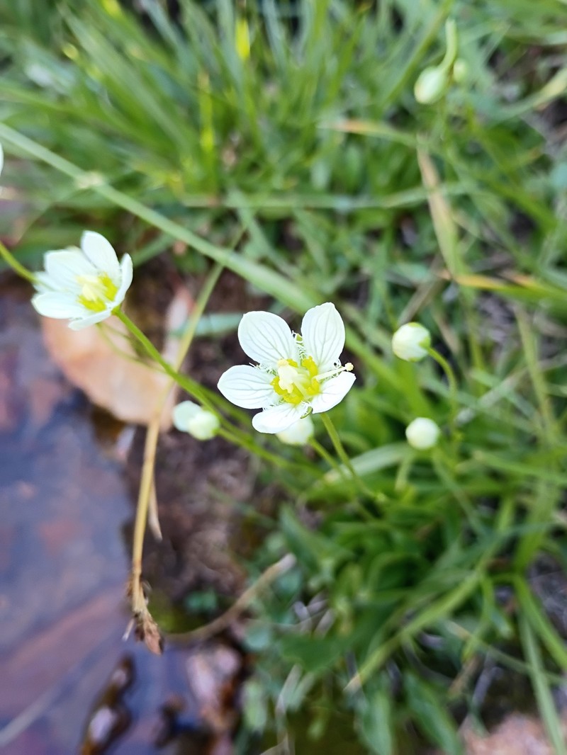 Parnassia cirrata var. intermedia photo 3