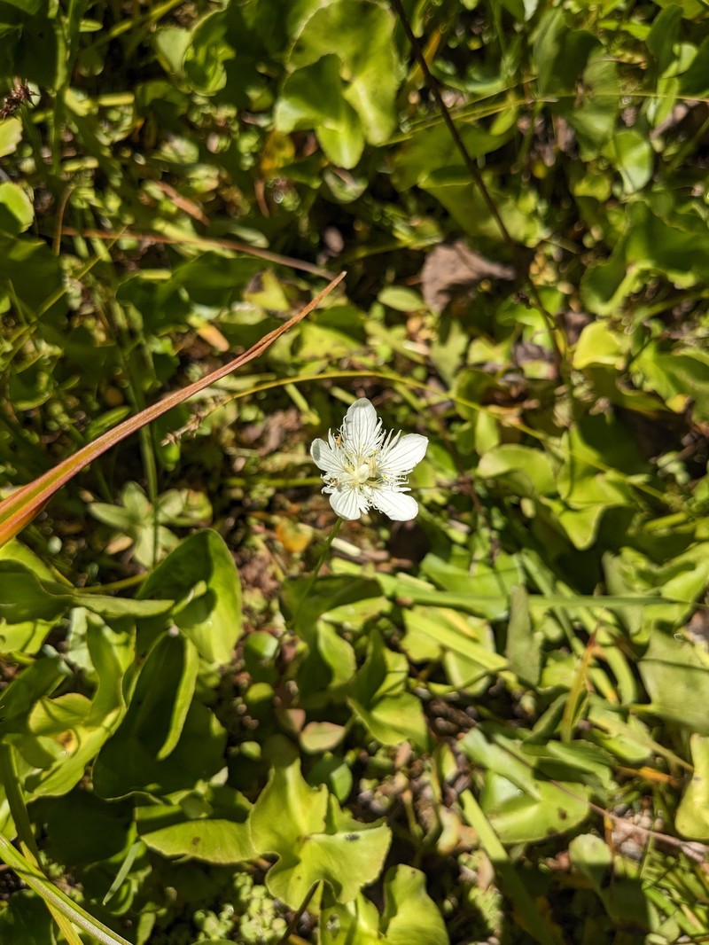 Parnassia cirrata var. intermedia photo 4