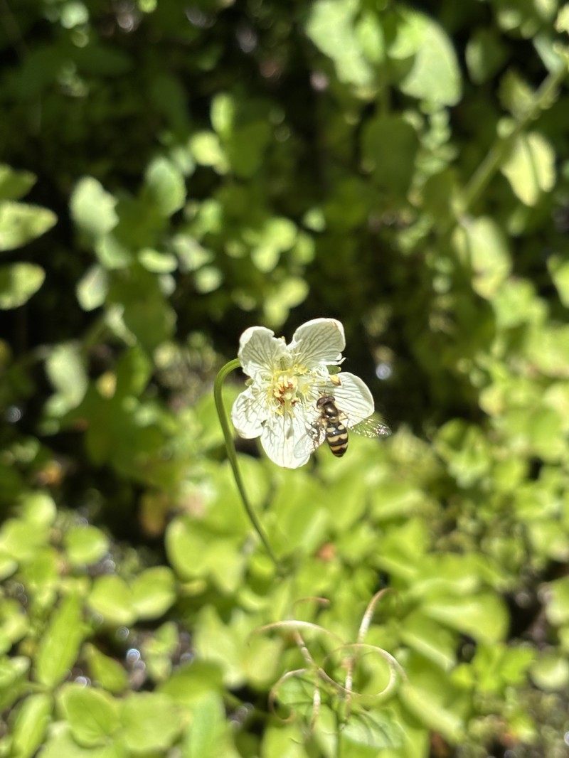 Parnassia cirrata var. intermedia photo 5