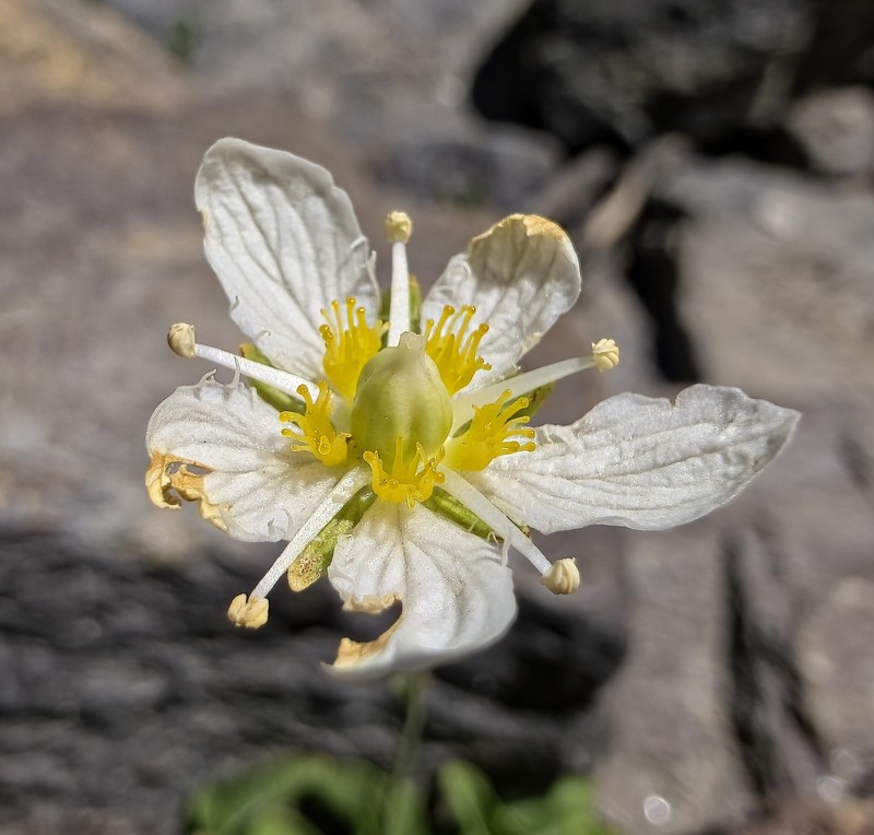Parnassia cirrata var. intermedia photo 6