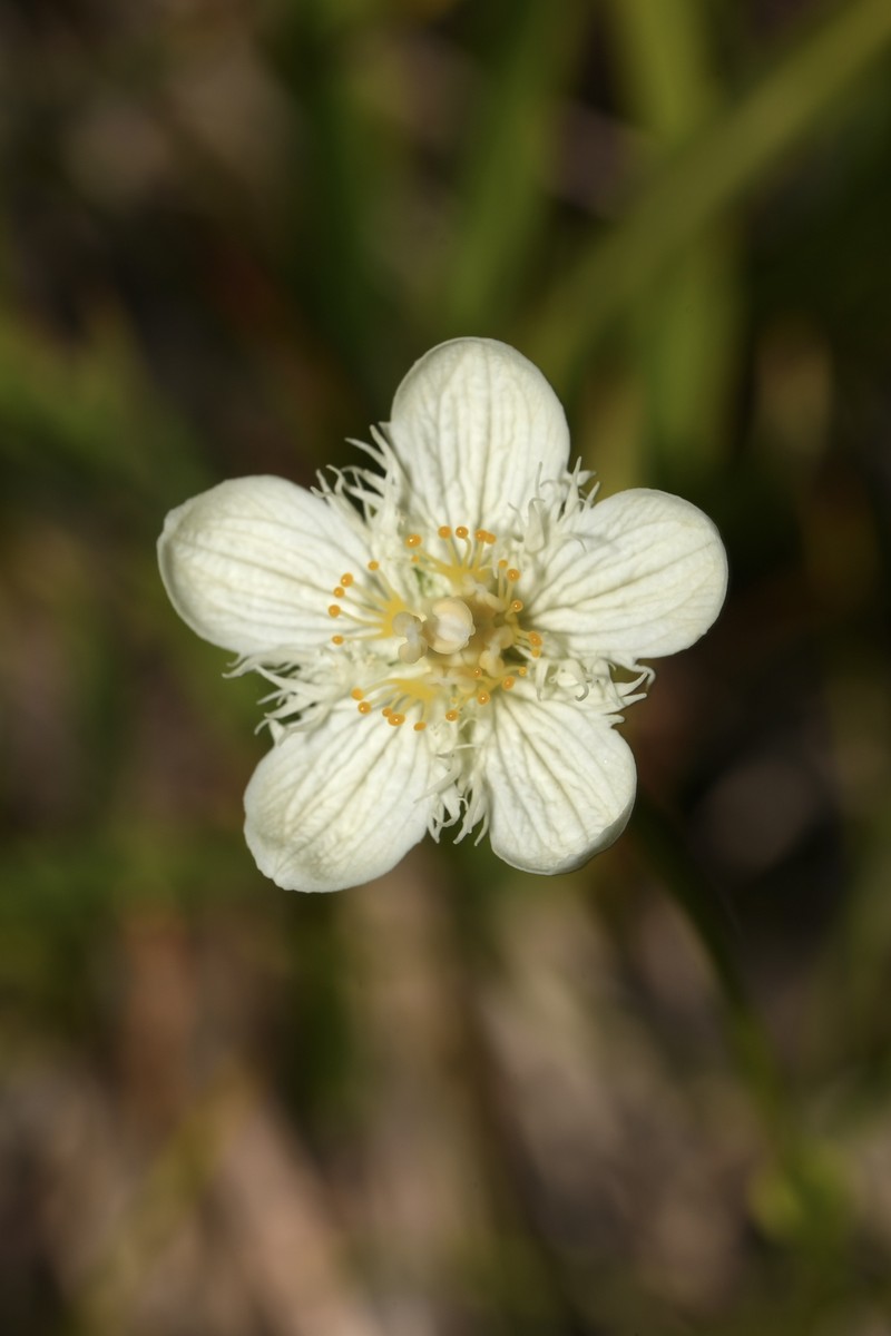 Parnassia cirrata var. intermedia photo 7