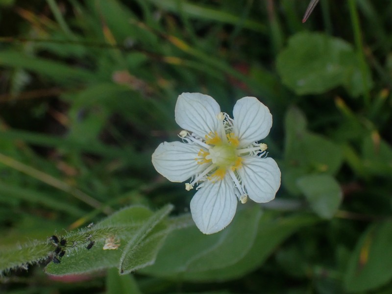 Parnassia cirrata var. intermedia photo 8