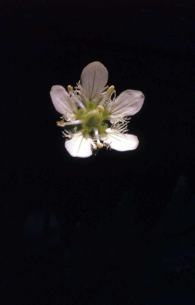 Fringed Grass Of Parnassus