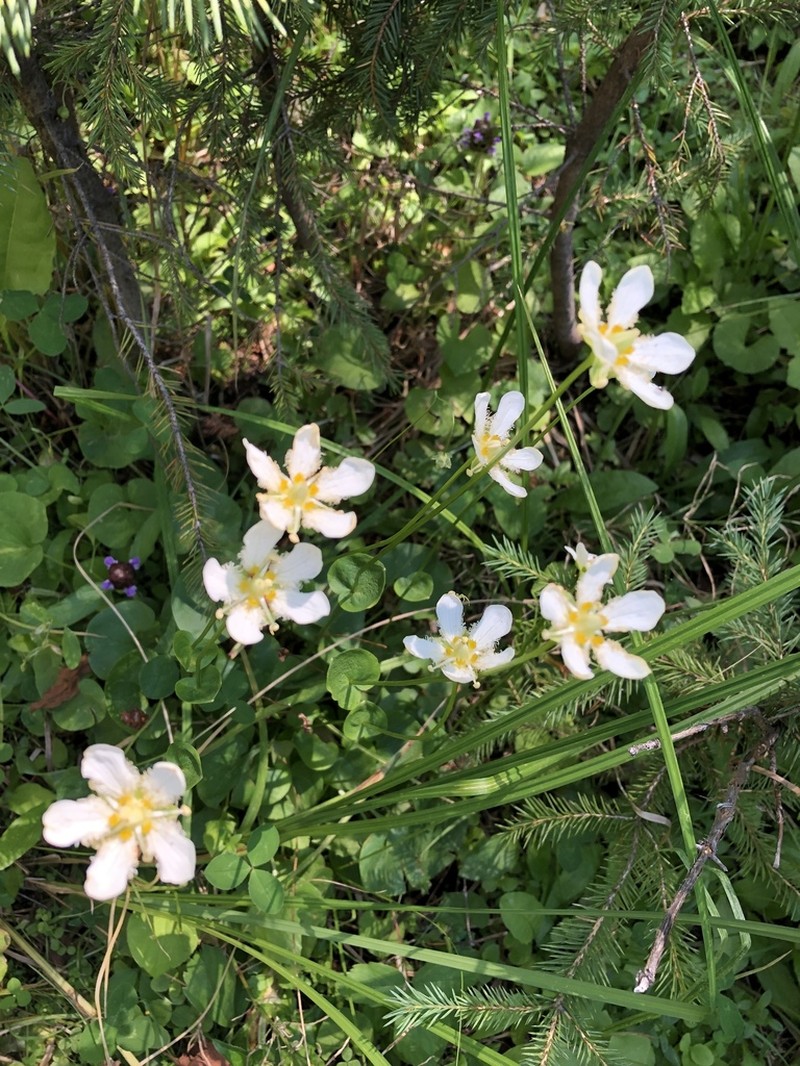 Fringed Grass Of Parnassus photo 2
