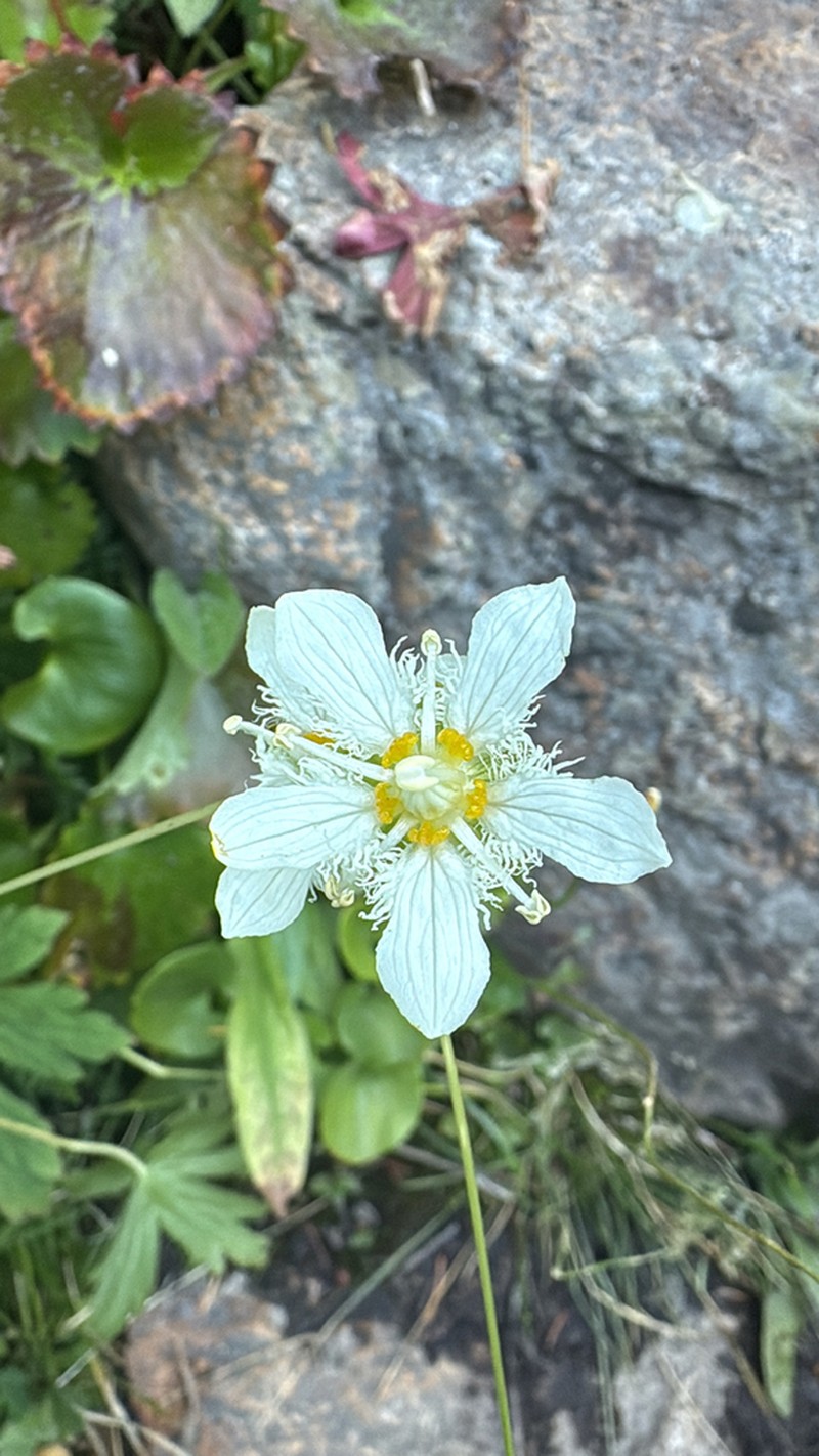 Fringed Grass Of Parnassus photo 3