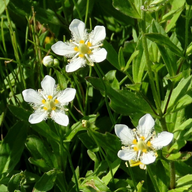 Fringed Grass Of Parnassus photo 4