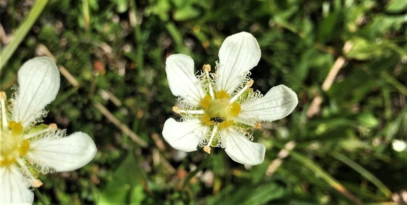 Fringed Grass Of Parnassus photo 5