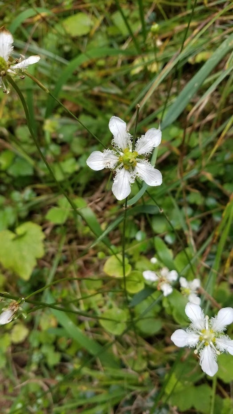 Fringed Grass Of Parnassus photo 6